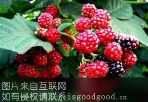 凤阳树莓特产照片