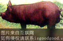 北京黑猪特产照片