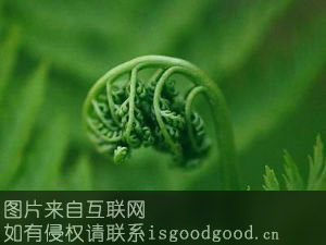 宿松蕨菜特产照片