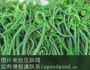 望江蕨菜特产照片