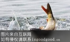 保德黄河鲤鱼特产照片