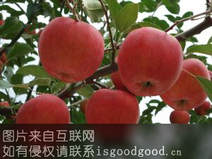 祁县红星苹果特产照片