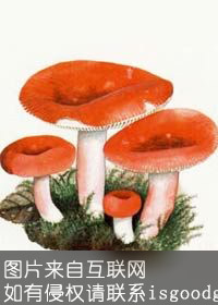 小北斗红菇特产照片