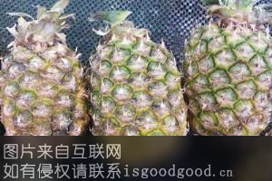 火田菠萝特产照片