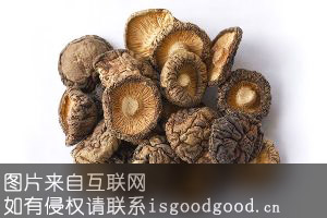 茶树香菇特产照片