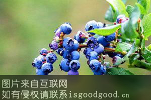 保康高山蓝莓特产照片