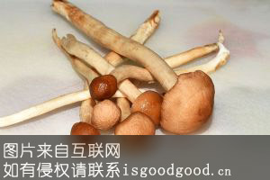 龙川茶树菇特产照片
