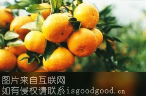 台州黄岩脐橙特产照片