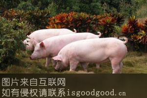 新泰优质瘦肉型猪特产照片