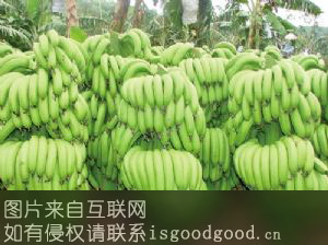 化州香蕉特产照片