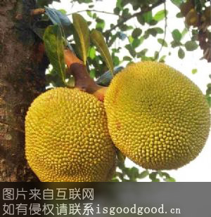 博白木菠萝特产照片