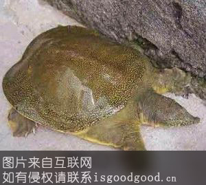 黄河甲鱼特产照片