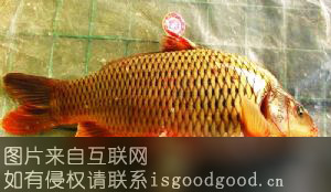 东明黄河鲤鱼特产照片