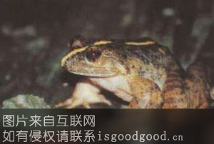棘胸蛙特产照片