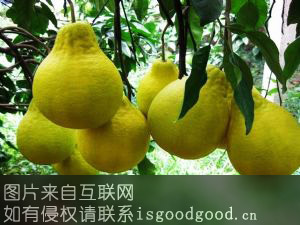 中国甜柚之乡特产照片