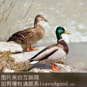 淮阴绿头鸭特产照片