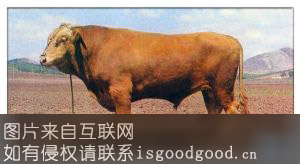 延边牛特产照片