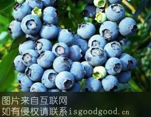 欧家夼蓝莓特产照片