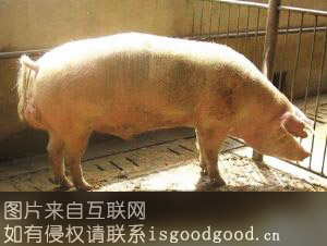 昌黎猪特产照片