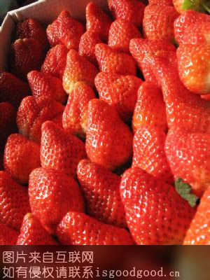 老君庄草莓特产照片