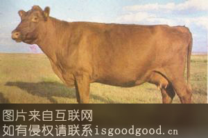 张北草原红牛特产照片
