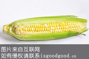 忻州甜糯玉米特产照片