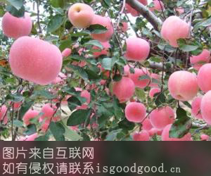 隰县苹果特产照片