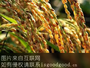 优质稻米特产照片