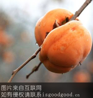 海安小方柿特产照片