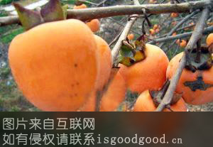 新安县牛心柿子特产照片