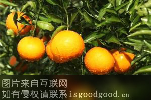 清见桔橙特产照片