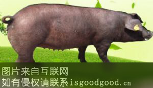 枫泾猪特产照片