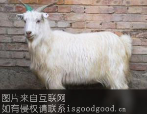 南疆绒山羊特产照片