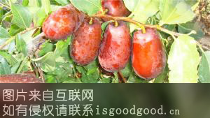 金戈壁红枣特产照片