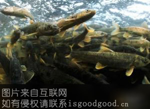 青海湖湟鱼特产照片