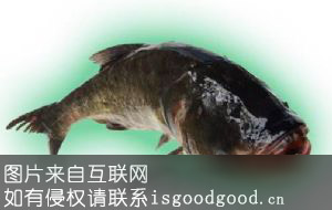 金塔大头鱼特产照片