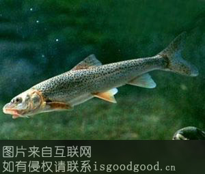 洮河鱼特产照片