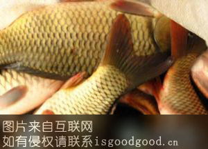 刘家峡黄河鲤鱼特产照片