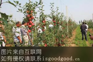 千阳苹果特产照片