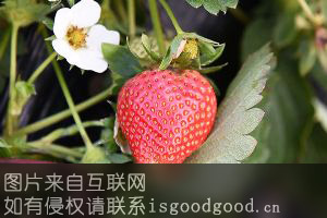 白鹤镇草莓特产照片
