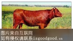 秦川牛特产照片