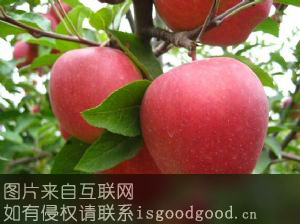 富平红富士苹果特产照片