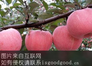 黄陵苹果特产照片