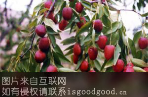 榆林大红枣特产照片