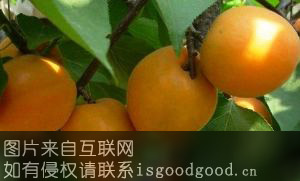 陕北山杏特产照片