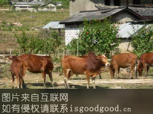 高峰黄牛特产照片