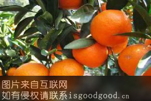南华柑桔特产照片