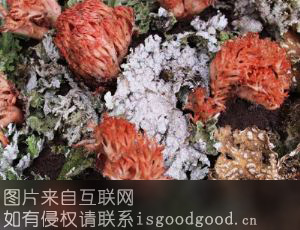 红顶枝瑚菌特产照片