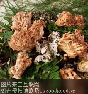金黄枝瑚菌特产照片