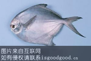 赣榆鲳鱼特产照片